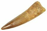 Fossil Spinosaurus Tooth - Real Dinosaur Tooth #363053-1